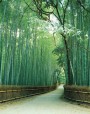 bamboo-bordered path, Sagano, Kyoto prefecture, Japan.