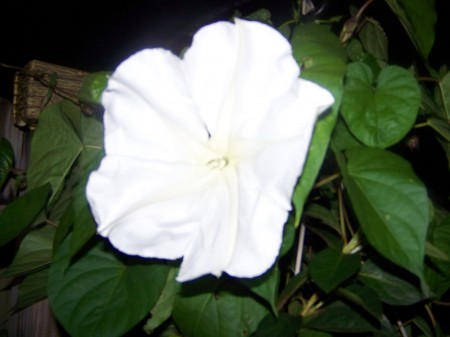 Moon Flower in full Bloom