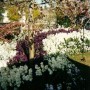 Beautiful Home Gardens Toowoomba.