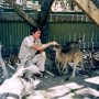 Peter and Kangaroo's.jpg