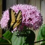 Bungei Butterfly