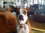 Our cute boxer rescue with many issues, but very loved