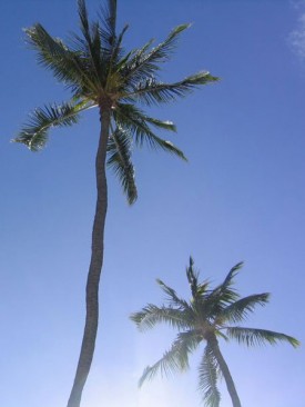 genericprofile-palms.jpg