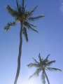 genericprofile-palms.jpg