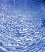 genericprofile-pool.jpg
