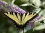 genericprofile-butterfly.jpg