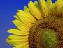 genericprofile-sunflowers.jpg