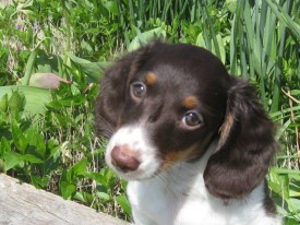 Miss Bella