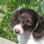 Miss Bella