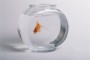 goldfish.jpg