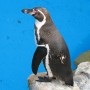 penguin.jpg