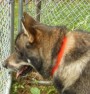 This is Askhim  he is a pure Timberwolf
