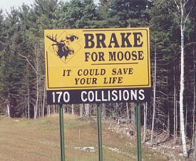 moose.bmp.jpg moose.bmp.jpg