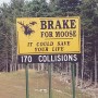 moose.bmp.jpg