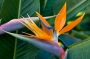 bird-of-paradise.jpg