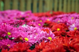 flowers.jpg
