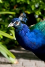 peacock.jpg