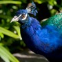 peacock.jpg