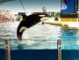 shamu.jpg
