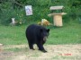 Bear Visit.JPE