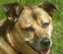 KATIE  SCARLET  MY  DOG 