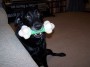 One of my 3 dogs!