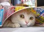I SEE YOU, BUT YOU CAN'T SEE ME...