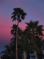 Palm Trees and pink sky at polo field in So CA