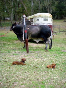 BullAndDogs.jpg BullAndDogs.jpg