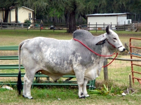 Bull.jpg Bull.jpg