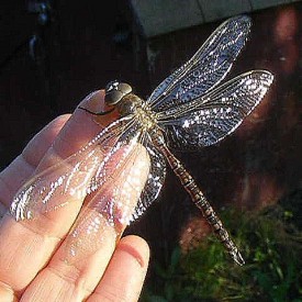 Dragonfly.JPG