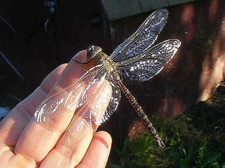 Dragonfly.JPG Dragonfly.JPG