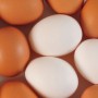 Eggs-16x9.jpg Eggs-16x9.jpg