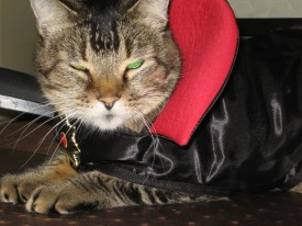 Count Tommy