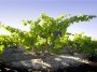 Australian Grenache soaks in the sun